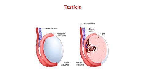 klachten teelballen aan scrotum.